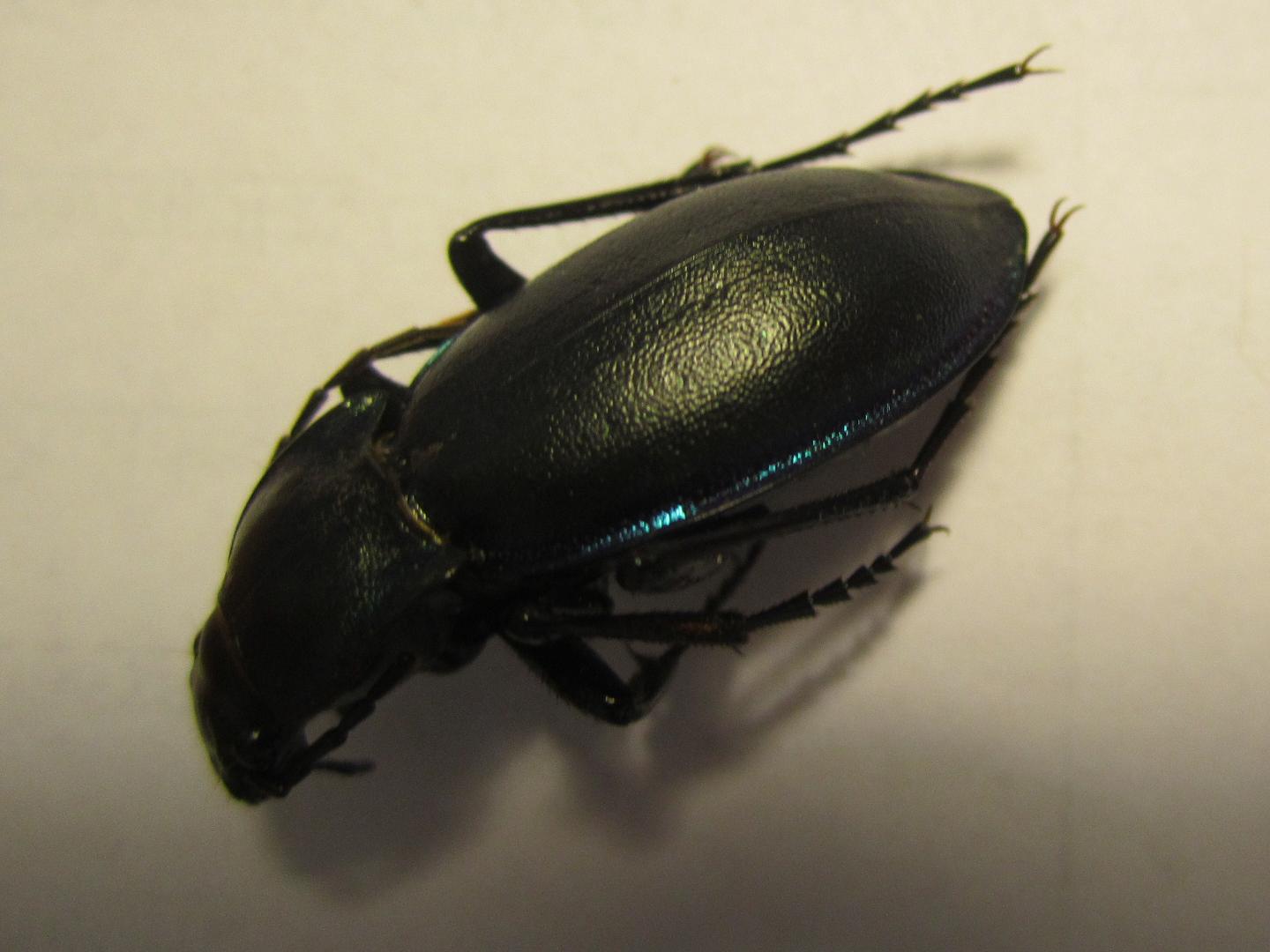 carabus violaceus? no, C. germarii fiorii